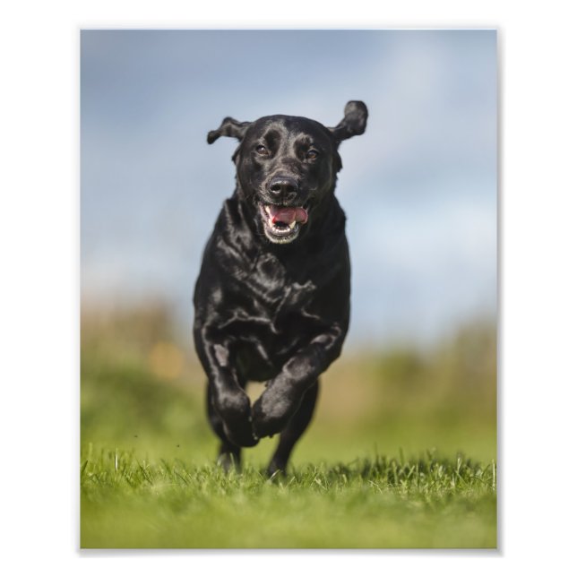 Happy Black Labrador Retriever Running Photo Print (Front)