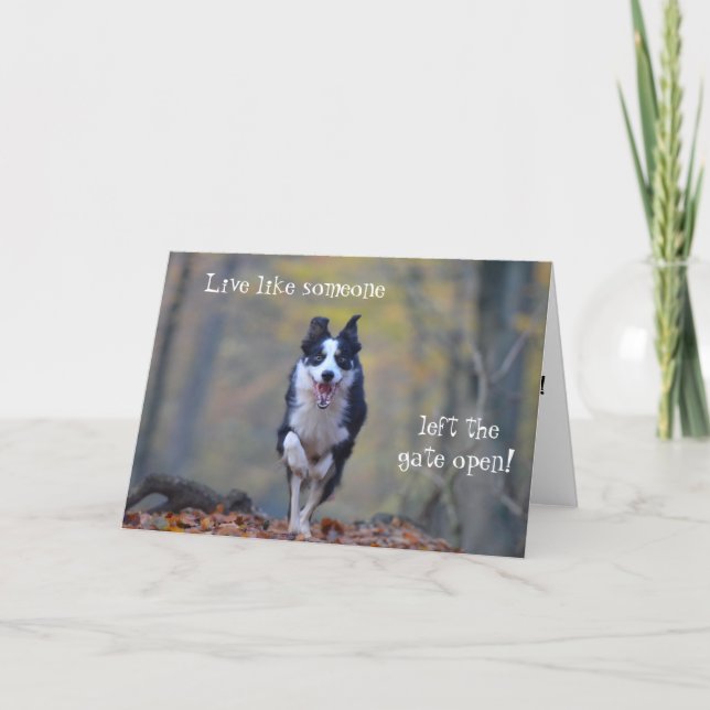 Happy Border Collie dog birthday card (Front)
