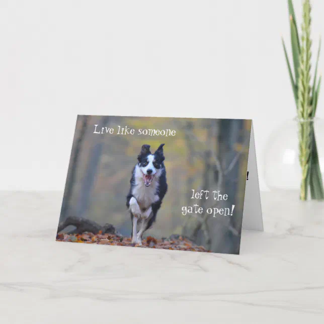 Happy Border Collie Dog Birthday Card 