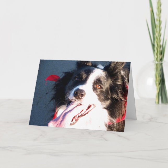 Happy Border Collie Holiday Card (Front)