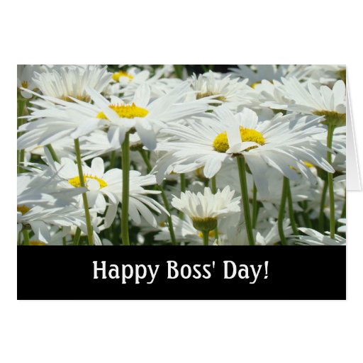 Happy Boss' Day! cards White Daisy Flowers Bosses | Zazzle