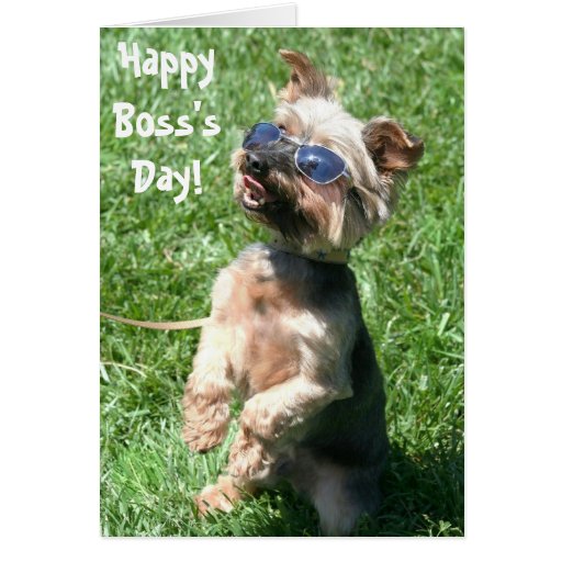 Happy Boss's Day yorkshire terrier greeting card | Zazzle