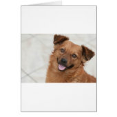 Happy Brown Puppy Dog (Front)