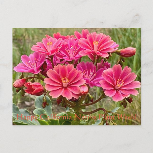 Happy California Native Plant Week! Postcard (Front)