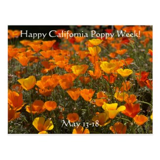 Happy California Poppy Week! Postcard