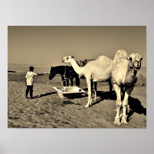 Happy Camel Poster (Front)