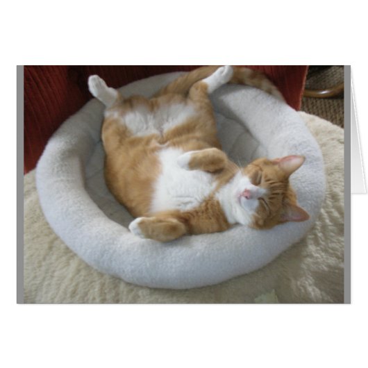 Happy Cat Cards (Front Horizontal)
