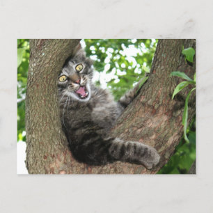 Happy cat in tree postcard