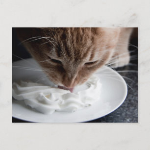 Happy cat postcard