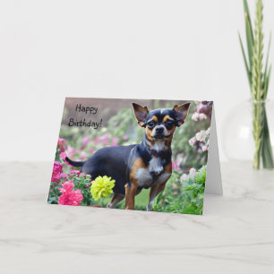 Happy Chihuahua Birthday Card