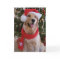Happy Christmas Golden