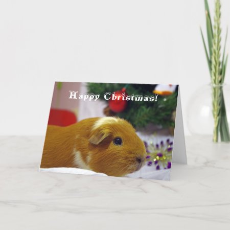 Happy Christmas Guinea Pig Card