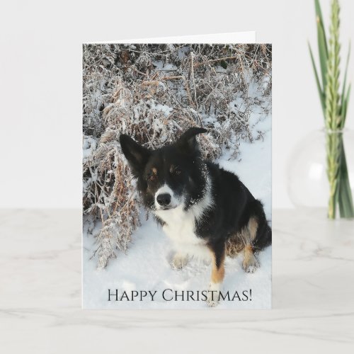 Happy Christmas Quality Photo Border Collie Card