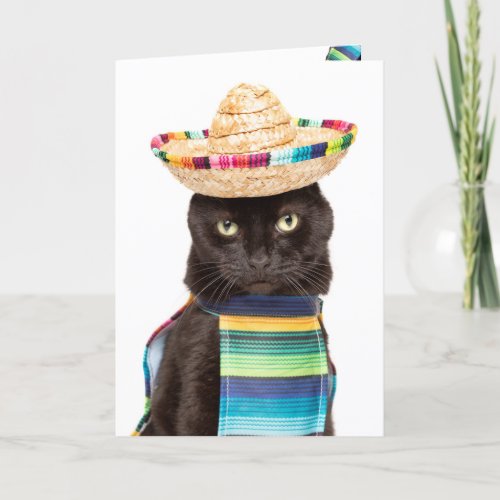 Happy Cinco De Mayo Cat in Sombrerro Humor Holiday Card