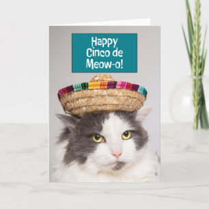 Happy Cinco De Mayo Funny Cat in Sombrero Humor  Holiday Card