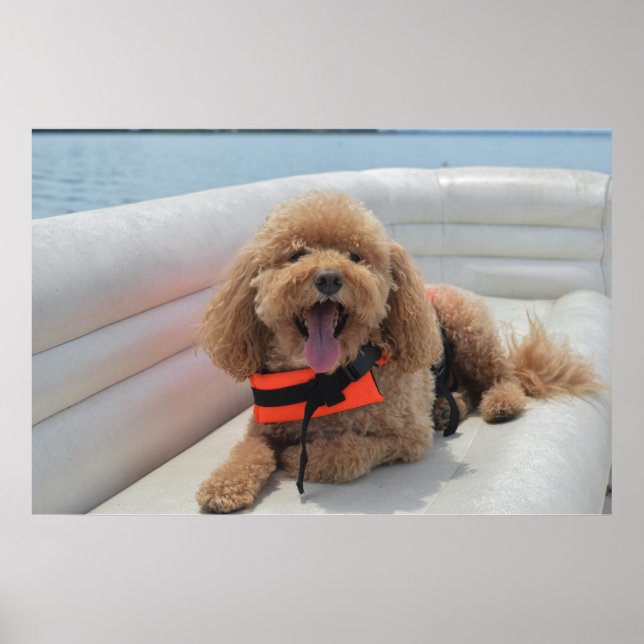 Happy Cockapoo Dog On Pontoon Boat Smiles Poster (Front)
