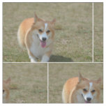 Happy Corgi Fabric