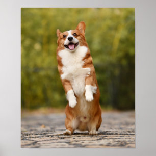 Happy Corgi Puppy Standing Photo Poster