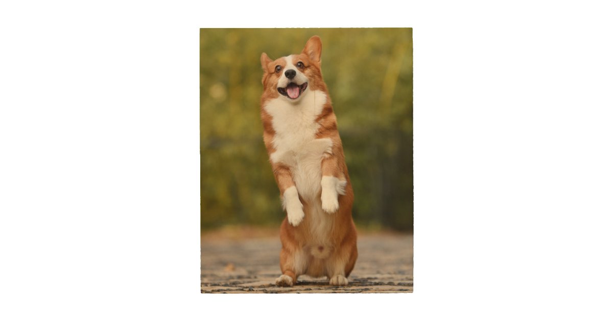 Pembroke Welsh Corgi (standing) - Cool Dog Trays