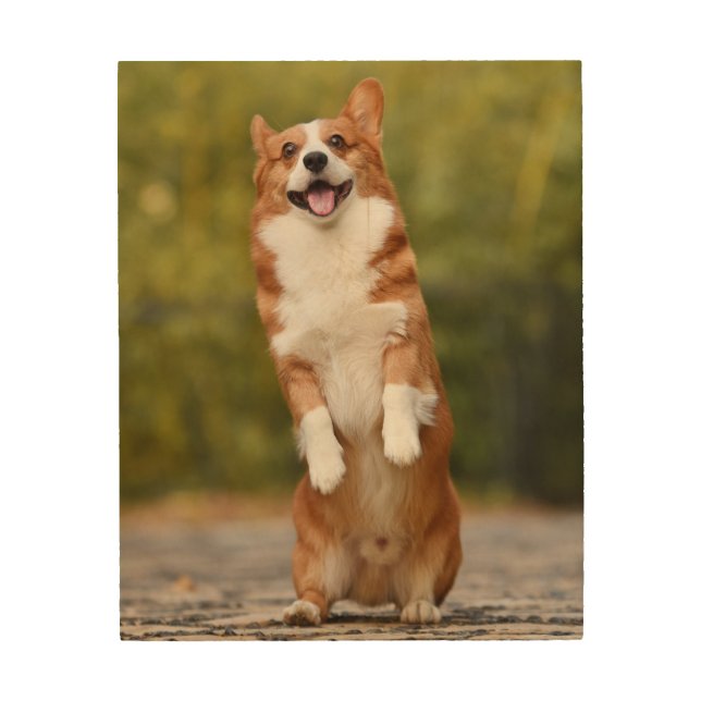 Happy Corgi Puppy Standing Photo Wood Wall Art (Front)