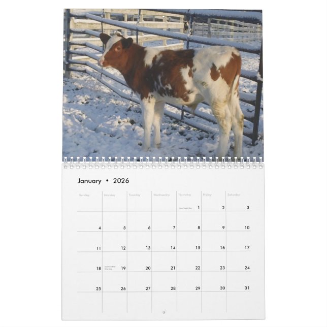 Happy Cows ~ 2013 Cow Calendar (Jan 2026)