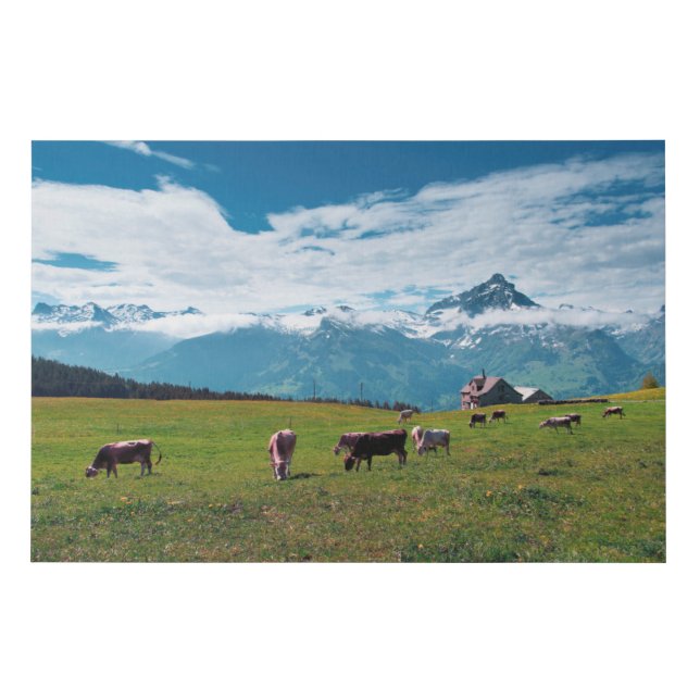 Happy Cows on the Farm in Switzerland Faux Canvas Print (Front)