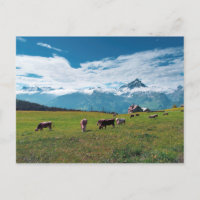 Happy Cows on the Farm in Switzerland