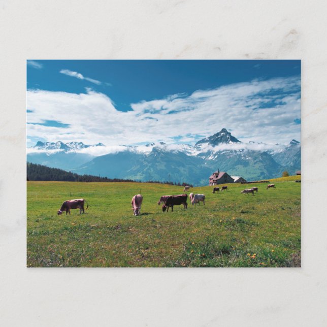 Happy Cows on the Farm in Switzerland Postcard (Front)