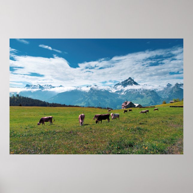 Happy Cows on the Farm in Switzerland Poster (Front)
