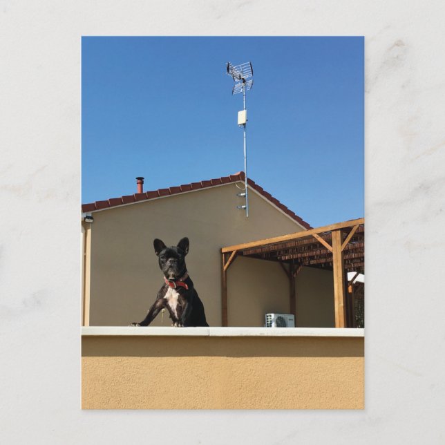 Happy Cute French Bulldog Postcard (Front)