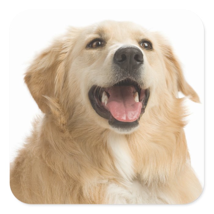 Happy Cute Golden Retriever Puppy Dog Stickers