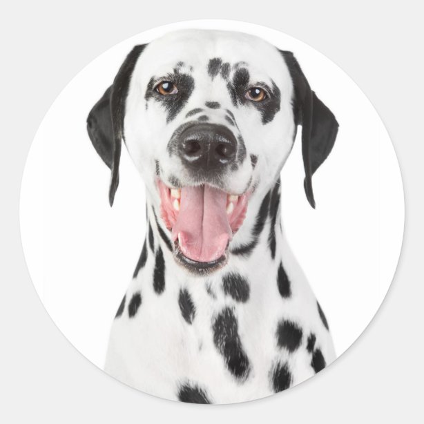Dalmatian Stickers Zazzle