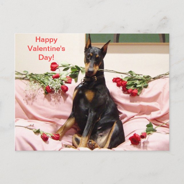 Happy Dober-Valentine to you Holiday Postcard (Front)