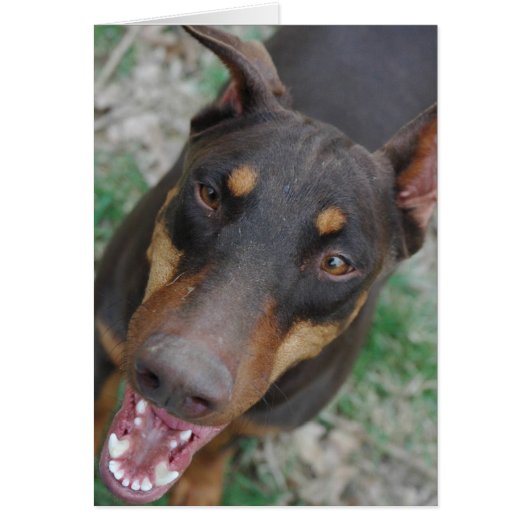 Happy doberman cards (Front)