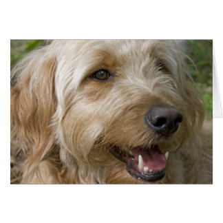 Happy Dog Cards