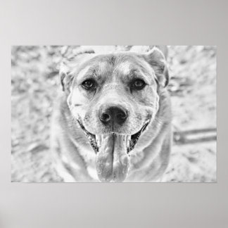 Happy Dog face poster print
