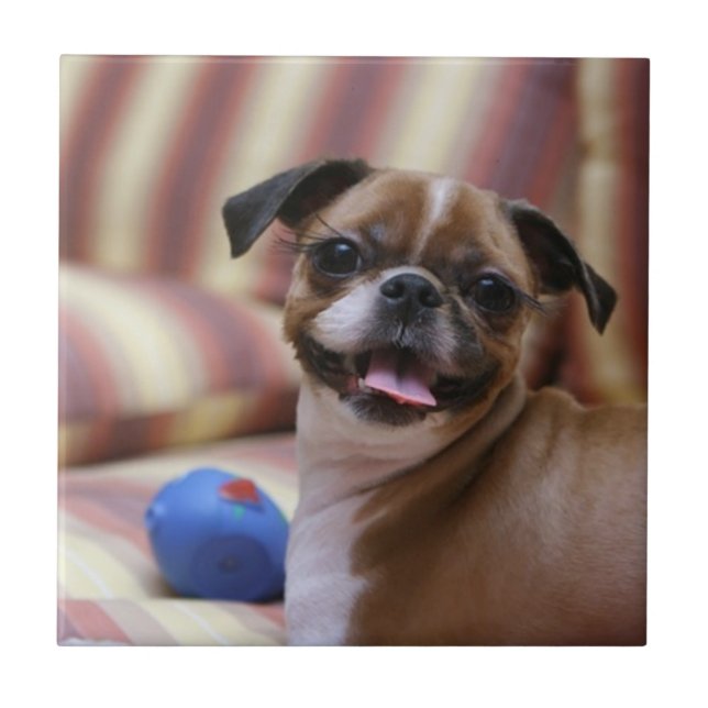 Happy Dog with Toy Ceramic Tile (Front)