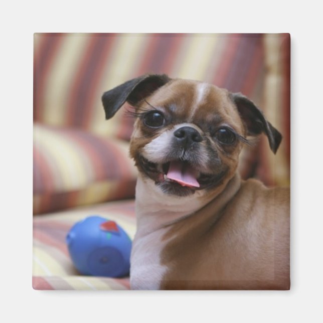 Happy Dog with Toy Magnet (Front)