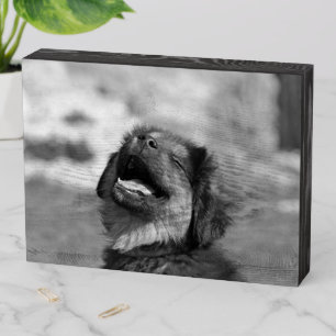 Happy Dog Wooden Box Sign