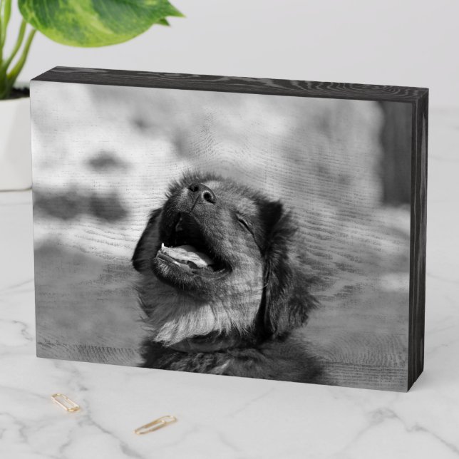 Happy Dog Wooden Box Sign (In Situ Horizontal)