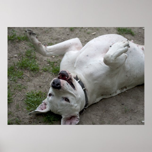 Happy Dogo Argentino Girl Poster (Front)