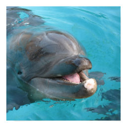 Happy Dolphin Poster