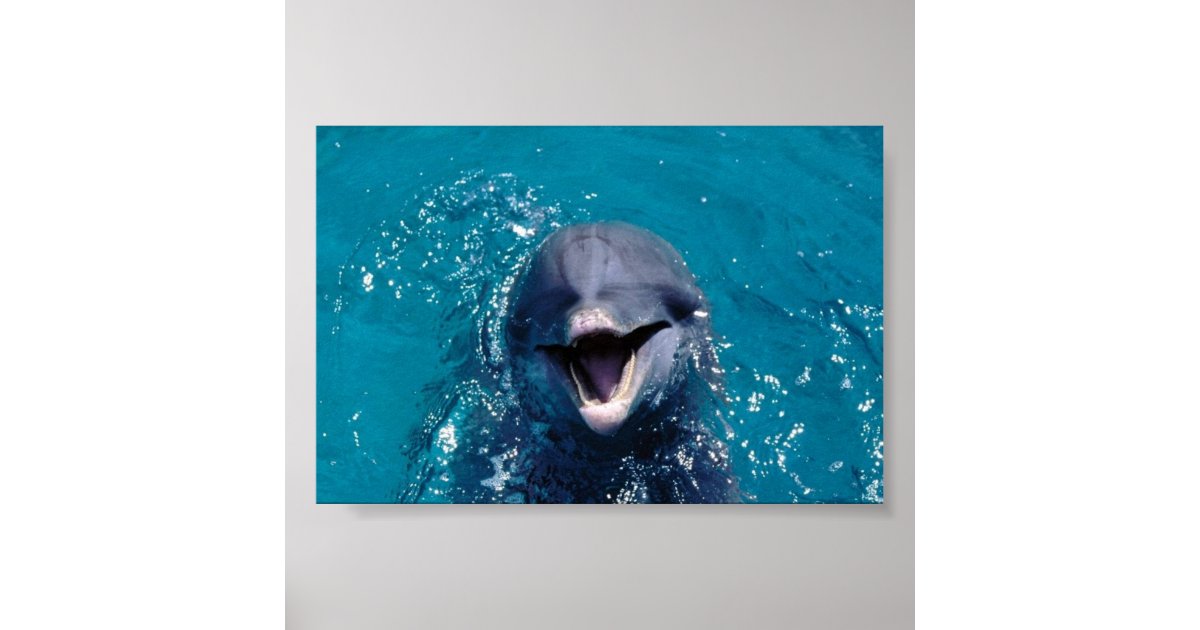 Happy Dolphin Poster | Zazzle