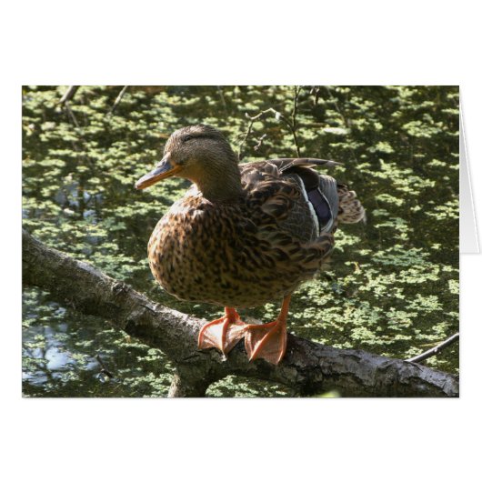 Happy Duck (Front Horizontal)