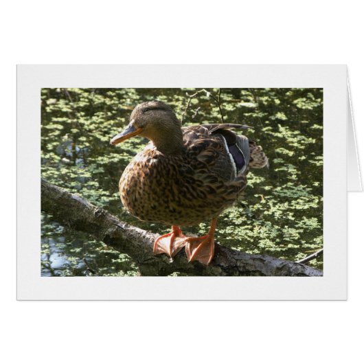 Happy Duck (Wide Bordered) Cards (Front Horizontal)