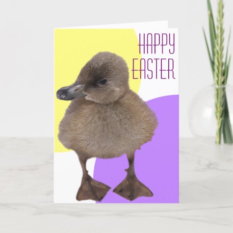 Happy Easter Adorable Gray Duckling Photograph