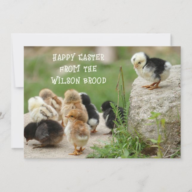Happy Easter Baby Chicks Greeting Card (Front)