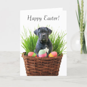 Happy Easter Cane Corso greeting card