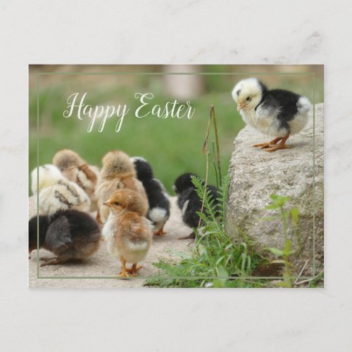 Happy Easter Cute Baby Chicks Parade Postcard