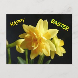 Happy Easter Double-flowered Daffodils Postcard